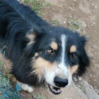 Australian shepherd