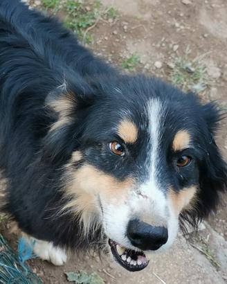 Australian shepherd