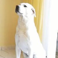 Labrador per Accoppiamento