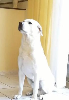 Labrador per Accoppiamento