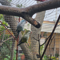 Parrochetto monaco