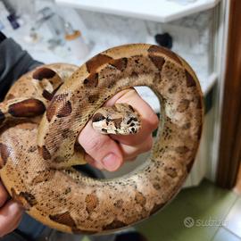 Boa constrictor imperator femmina