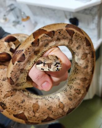 Boa constrictor imperator femmina