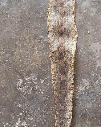 Pelle serpente