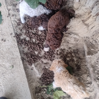 Cuccioli di lagotto