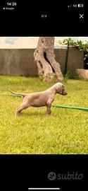 Weimaraner