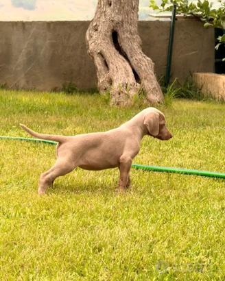 Weimaraner