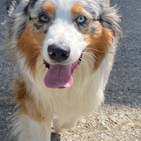 Pastore Australiano/Australian shepherd, per monta