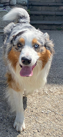 Pastore Australiano/Australian shepherd, per monta