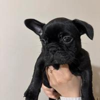 Bulldog francese