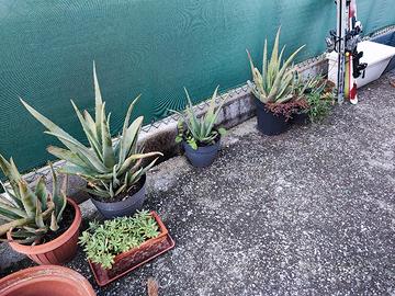 piante agave