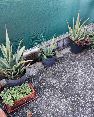 piante agave