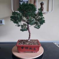 Bonsai di Ginepro Chinensis Var. Kishu