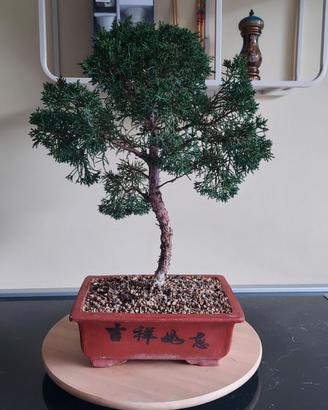 Bonsai di Ginepro Chinensis Var. Kishu