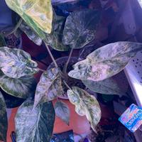 alocasia wentii Pink splash