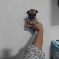 Chihuahua mini toy da borsetta