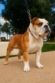 Bulldog inglese per Monta