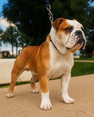 Bulldog inglese per Monta