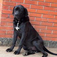 Cucciolo di cane corsl