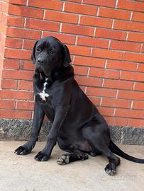 Cucciolo di cane corsl