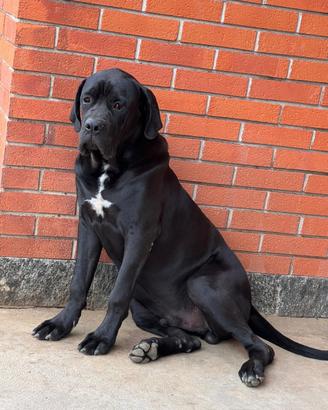 Cucciolo di cane corsl
