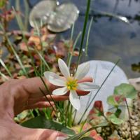 Schizostylis coccinea bianco