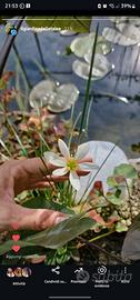 Schizostylis coccinea bianco