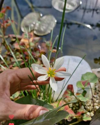 Schizostylis coccinea bianco
