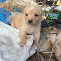 Regalo Cuccioli di cane