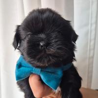 Shih tzu con pedigree