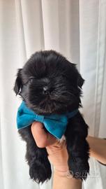 Shih tzu con pedigree