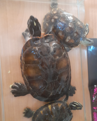 Tartarughe acqua dolce