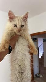 Cuccioli Maine Coon Senza Pedigree