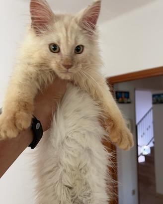 Cuccioli Maine Coon Senza Pedigree