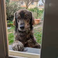 Pastore della Sila per monta