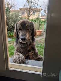 Pastore della Sila per monta