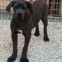 Cane corso