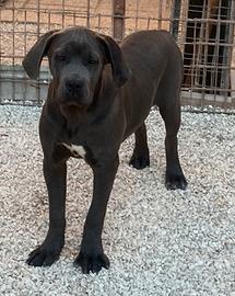 Cane corso