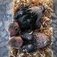 Caicco testa gialla allevato a mano