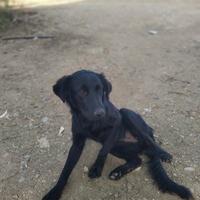 ADOZIONE del cuore ?