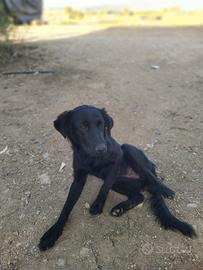 ADOZIONE del cuore ?