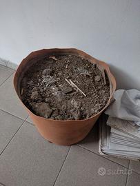 Terra con vaso grande.