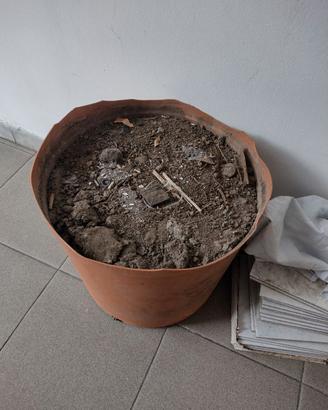 Terra con vaso grande.