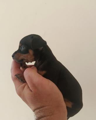 Cuccioli di pincher toy