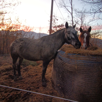 Cavallo da passegiate
