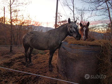 Cavallo da passegiate