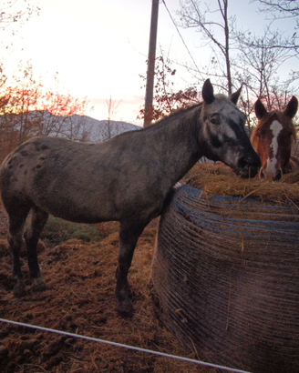 Cavallo da passegiate