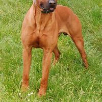 Rhodesian ridgeback