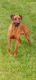 Rhodesian ridgeback