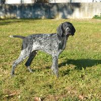 Bracco tedesco (Kurzhaar)